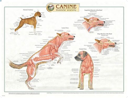 Canine Anatomy, Complete Set of 3 Charts. Buy the Set and SAVE! in Saudi Arabia