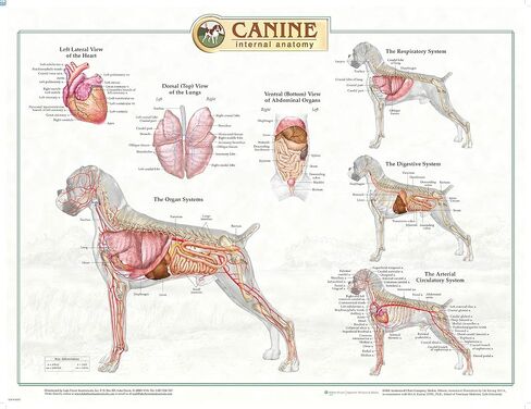 Canine Anatomy, Complete Set of 3 Charts. Buy the Set and SAVE! in Saudi Arabia