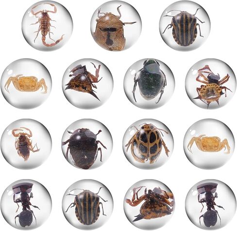 15 قطعة من الحشرات في عينة الراتنج، عينة من الحشرات في كرة صغيرة شفافة من الراتنج لحشرات الأطفال محفوظة في الراتنج للهدايا المدرسية للتعليم العلمي، أنماط عشوائية in Kuwait