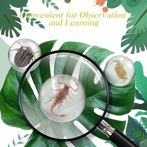 15 قطعة من الحشرات في عينة الراتنج، عينة من الحشرات في كرة صغيرة شفافة من الراتنج لحشرات الأطفال محفوظة في الراتنج للهدايا المدرسية للتعليم العلمي، أنماط عشوائية in Kuwait