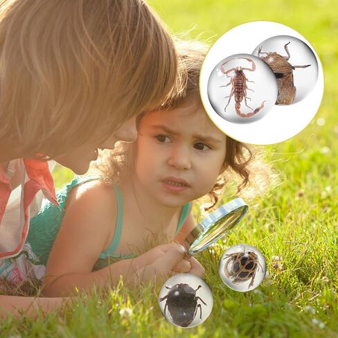 15 قطعة من الحشرات في عينة الراتنج، عينة من الحشرات في كرة صغيرة شفافة من الراتنج لحشرات الأطفال محفوظة في الراتنج للهدايا المدرسية للتعليم العلمي، أنماط عشوائية in Kuwait