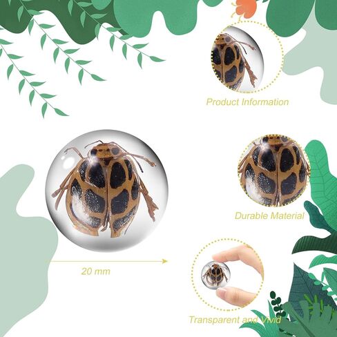 15 قطعة من الحشرات في عينة الراتنج، عينة من الحشرات في كرة صغيرة شفافة من الراتنج لحشرات الأطفال محفوظة في الراتنج للهدايا المدرسية للتعليم العلمي، أنماط عشوائية in Kuwait