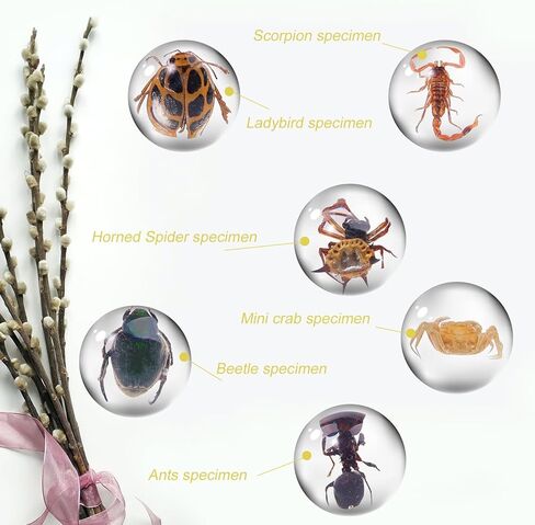 15 قطعة من الحشرات في عينة الراتنج، عينة من الحشرات في كرة صغيرة شفافة من الراتنج لحشرات الأطفال محفوظة في الراتنج للهدايا المدرسية للتعليم العلمي، أنماط عشوائية in Kuwait