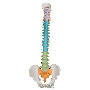 3B Scientific GmbH 1000128 A58/8 Didactic Flexible Human Spine Model, 29.1" Height (Stand Sold Separately)