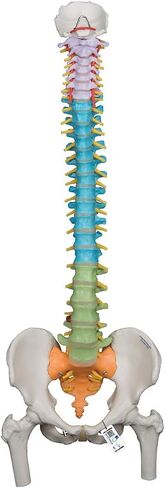 3B Scientific GmbH 1000128 A58/8 Didactic Flexible Human Spine Model, 29.1" Height (Stand Sold Separately) in Saudi Arabia