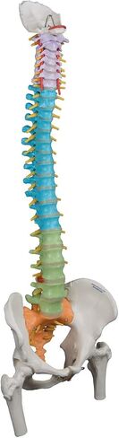 3B Scientific GmbH 1000128 A58/8 Didactic Flexible Human Spine Model, 29.1" Height (Stand Sold Separately) in Saudi Arabia