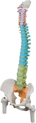 3B Scientific GmbH 1000128 A58/8 Didactic Flexible Human Spine Model, 29.1" Height (Stand Sold Separately) in Saudi Arabia
