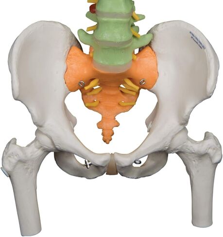 3B Scientific GmbH 1000128 A58/8 Didactic Flexible Human Spine Model, 29.1" Height (Stand Sold Separately) in Saudi Arabia