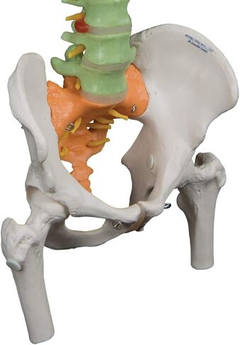 3B Scientific GmbH 1000128 A58/8 Didactic Flexible Human Spine Model, 29.1" Height (Stand Sold Separately) in Saudi Arabia