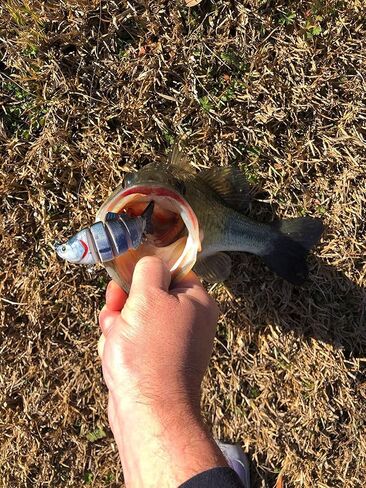 4" Spring Shad Multi Jointed Swimbait Bass Fishing Lure Bait Hard Slow Fast Sinking Life Like Big Gizzard Shad Minnow Bluegill in Saudi Arabia