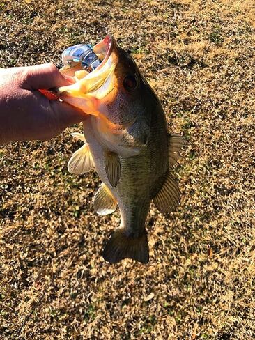 4" Spring Shad Multi Jointed Swimbait Bass Fishing Lure Bait Hard Slow Fast Sinking Life Like Big Gizzard Shad Minnow Bluegill in Saudi Arabia