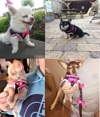 Cute Dog Vest Small Dog Harnesses with Leash Set - Soft Adjustable Mesh Harness and Lead Cute Puppy Walking Leads Chihuahua/Black/Pink in Saudi Arabia