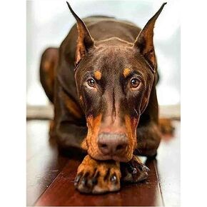 YSCOLOR Round Diamond Painting Doberman Dog DIY Rhinestone Embroidery Art Adult by Number Painting Craft Kit Home Decor Gifts 12x16inch