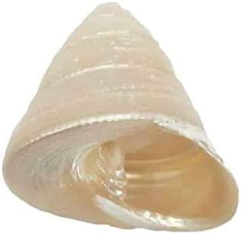 Moti Shankh Moti Shankh Original For Pooja Temple Pack Of 1 in Saudi Arabia