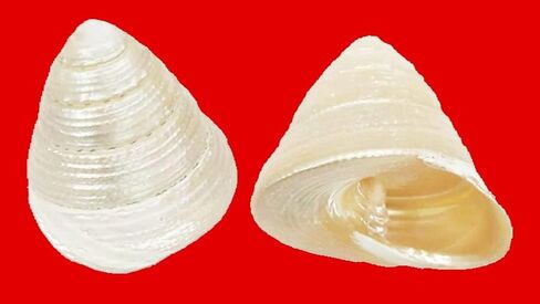 Moti Shankh Moti Shankh Original For Pooja Temple Pack Of 1 in Saudi Arabia