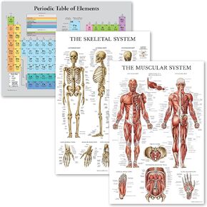 Palace Learning 3 Pack - Periodic Table of the Elements Poster [Grey] + Muscular & Skeletal System Anatomy Charts (LAMINATED, 18" x 24")