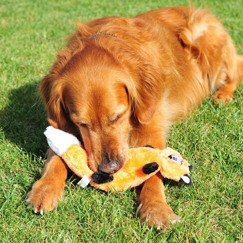ZippyPaws Zingy Fox - ألعاب للكلاب بدون حشو، لعبة للكلاب من القطيفة تصدر صوت صرير للكلاب الصغيرة والمتوسطة، ألعاب تفاعلية للمضغ والكلاب بدون حشو للملل in Kuwait