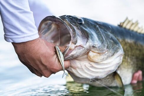 بيركلي باور بايت الطعم الناعم لصيد الأسماك من المينو in Kuwait