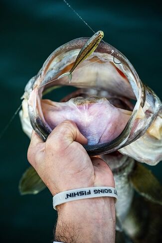بيركلي باور بايت الطعم الناعم لصيد الأسماك من المينو in Kuwait