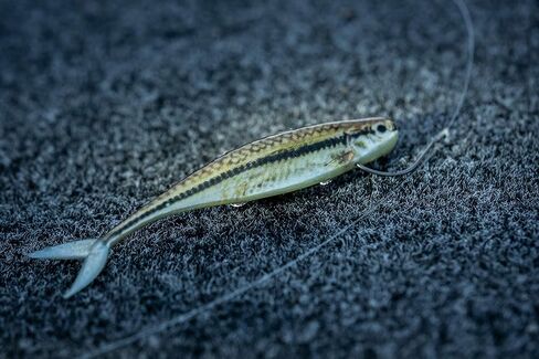 بيركلي باور بايت الطعم الناعم لصيد الأسماك من المينو in Kuwait