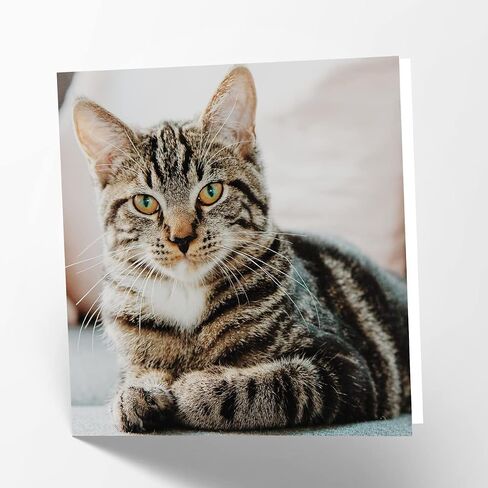 Maturi Tabby Cat Photographic Blank Birthday Greetings Card, 6" x 6" Square in Saudi Arabia