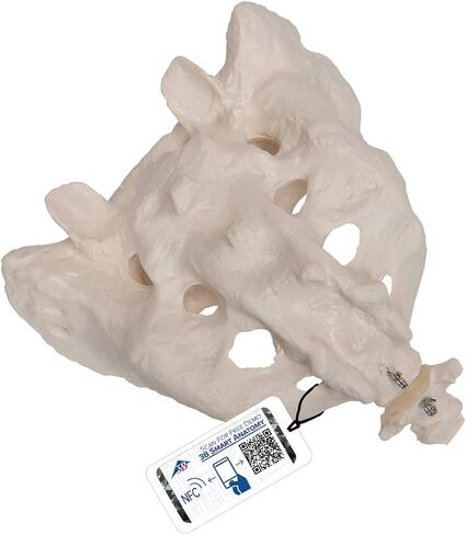3B Scientific A70/6 نموذج العجز والعصعص، 7.9 بوصة × 5.9 بوصة × 5.9 بوصة in Saudi Arabia