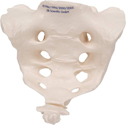 3B Scientific A70/6 نموذج العجز والعصعص، 7.9 بوصة × 5.9 بوصة × 5.9 بوصة in Saudi Arabia