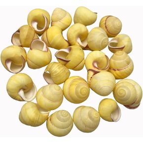 PEPPERLONELY 24 PC Yellow Snail Sea Shells, 3/4 Inch ~ 1 Inch (#77791 Yellow)