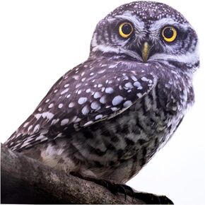 8.2 x 8.2-inch Realistic Owl Removable Vinyl Sticker for Windows (or Any Flat Surface)