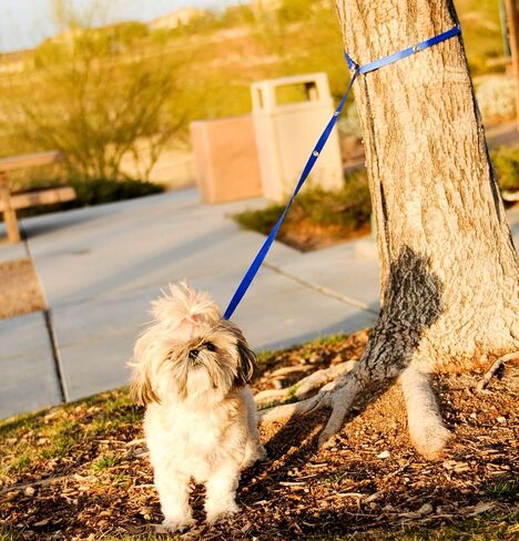 Hands Free Dog Leash Training Lead Double Snap Grommet Adjustable, Small 5/8" x 7.5’ Pink in Saudi Arabia