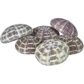 Alfonso Sea Urchins | 6 Alphonse Urchin Shells 2-3in Plus Free Nautical eBook by Joseph Rains