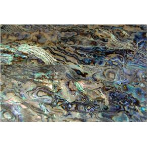 Dragon Paua Shell Coated Veneer (9.4" x 5.5" x 0.007")