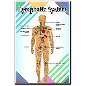JMM Industries Lymphatic System Poster Quote Motivational Educational Inspirational School Elementary Homeschool 12-Inches by 18-Inches Print Wall Art CAP00118, Multicolor, Classroom