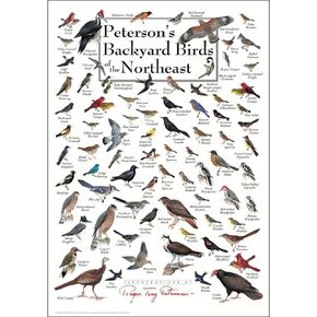 Earth Sky + Water - Peterson’s Backyard Birds of the Northeast - Double-matted Posters with Black Frame