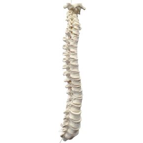 47pc Disarticulated Human Spine Model - Individual Axial Skeleton Bones: Vertebrae & Intervertebral Discs - Life Sized - Medical Quality for Chiropractors