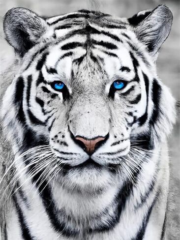 Ginfonr 5D DIY Mosaic Diamond Painting Kits White Tiger Full Drill, Paint with Diamonds Art Animals Cross Stitch Embroidery Rhinestone Craft for Home Office Wall Decor 12x16 Inch in Saudi Arabia
