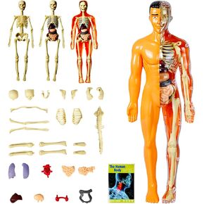 نموذج جسم بشري مقاس 11.3 بوصة مع 8 نماذج هيكل عظمي مجمعة ومفككة وأصداف بشرية شفافة نموذج عضو تعليمي لتعلم الأحياء في الفصول الدراسية للطلاب والمعلمين in Kuwait