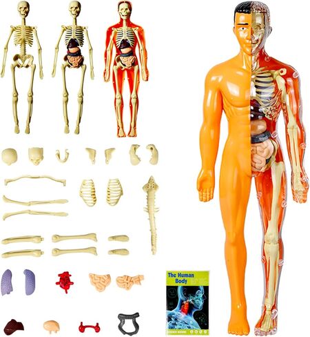 نموذج جسم بشري مقاس 11.3 بوصة مع 8 نماذج هيكل عظمي مجمعة ومفككة وأصداف بشرية شفافة نموذج عضو تعليمي لتعلم الأحياء في الفصول الدراسية للطلاب والمعلمين in Kuwait