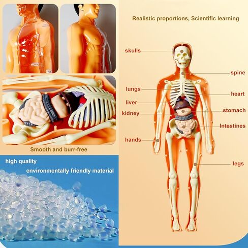 نموذج جسم بشري مقاس 11.3 بوصة مع 8 نماذج هيكل عظمي مجمعة ومفككة وأصداف بشرية شفافة نموذج عضو تعليمي لتعلم الأحياء في الفصول الدراسية للطلاب والمعلمين in Kuwait