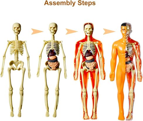 نموذج جسم بشري مقاس 11.3 بوصة مع 8 نماذج هيكل عظمي مجمعة ومفككة وأصداف بشرية شفافة نموذج عضو تعليمي لتعلم الأحياء في الفصول الدراسية للطلاب والمعلمين in Kuwait