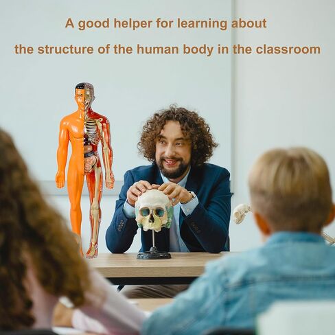 نموذج جسم بشري مقاس 11.3 بوصة مع 8 نماذج هيكل عظمي مجمعة ومفككة وأصداف بشرية شفافة نموذج عضو تعليمي لتعلم الأحياء في الفصول الدراسية للطلاب والمعلمين in Kuwait