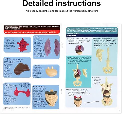 نموذج جسم بشري مقاس 11.3 بوصة مع 8 نماذج هيكل عظمي مجمعة ومفككة وأصداف بشرية شفافة نموذج عضو تعليمي لتعلم الأحياء في الفصول الدراسية للطلاب والمعلمين in Kuwait