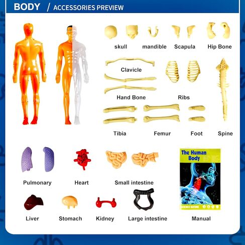 نموذج جسم بشري مقاس 11.3 بوصة مع 8 نماذج هيكل عظمي مجمعة ومفككة وأصداف بشرية شفافة نموذج عضو تعليمي لتعلم الأحياء في الفصول الدراسية للطلاب والمعلمين in Kuwait