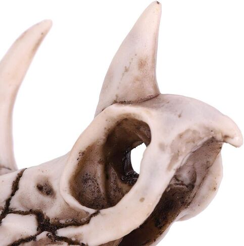 Fdit Dinosaur Triceratops Imitation Skull Model Simulated Skeleton Home Office Display Decorative Craft Box Decoration in Saudi Arabia