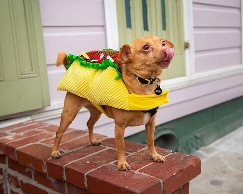 زي الحيوانات الأليفة Krewe Taco للكلاب والقطط مقاس متوسط ​​- أزياء مضحكة لطعام الحيوانات الأليفة - مثالية للهالوين، وأعياد الميلاد، وعطلات الكريسماس، والحفلات، والتقاط الصور، وهدايا لمحبي الكلاب والقطط in Kuwait