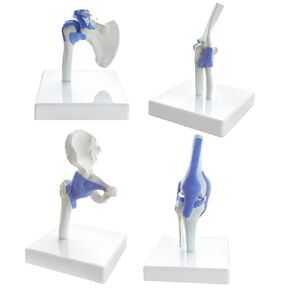 Evotech Mini Shoulder Knee Hip Elbow Joint Model Set, 1/2 Life Size Human Joint Anatomy Replica Set of Shoulder Knee Hip & Elbow Joints for Medical Educational Study Teaching Clinic Demonstration Tool