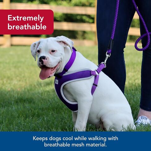 حزام للكلاب مريح وناعم عاكس قابل للتعديل من Coastal Pet - حزام للكلاب مانع للسحب للكلاب الصغيرة والكبيرة - أرجواني - 3/4 بوصة × 20 بوصة - 29 بوصة in Saudi Arabia