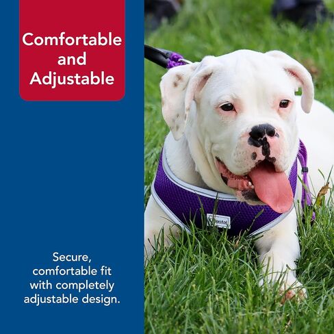حزام للكلاب مريح وناعم عاكس قابل للتعديل من Coastal Pet - حزام للكلاب مانع للسحب للكلاب الصغيرة والكبيرة - أرجواني - 3/4 بوصة × 20 بوصة - 29 بوصة in Saudi Arabia