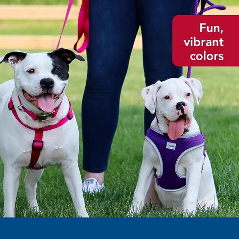 حزام للكلاب مريح وناعم عاكس قابل للتعديل من Coastal Pet - حزام للكلاب مانع للسحب للكلاب الصغيرة والكبيرة - أرجواني - 3/4 بوصة × 20 بوصة - 29 بوصة in Saudi Arabia