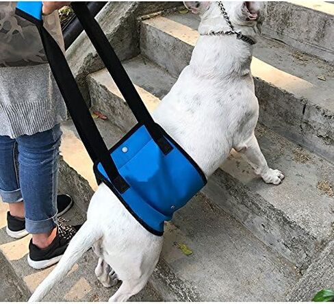 Dog Lift Support Harness Walk Aid Sling Rehabilitation Belly Limb Belt for Rescue Carry Elder Weak Enjury Disable Pet Dogs Recovery (Small, Black) in Saudi Arabia